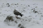 Inselwinter
