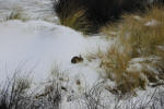 Inselwinter