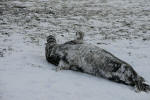 Inselwinter