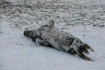Inselwinter