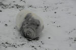 Inselwinter