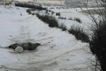 Inselwinter