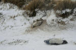 Inselwinter