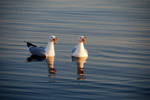Vogelwelt