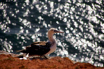 Vogelwelt
