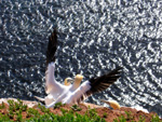 Vogelwelt