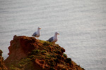 Vogelwelt