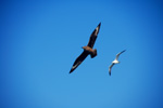 Vogelwelt
