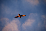 Vogelwelt