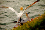 Vogelwelt
