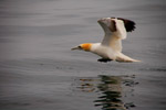 Vogelwelt