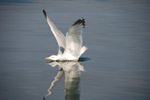 Vogelwelt