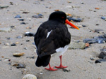 Vogelwelt