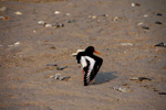Vogelwelt