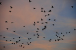 Vogelwelt