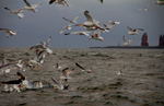 Vogelwelt
