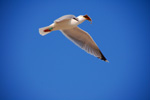 Vogelwelt