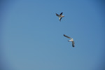 Vogelwelt