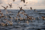 Vogelwelt