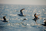 Vogelwelt