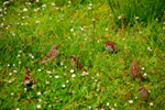 Vogelwelt