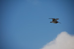 Vogelwelt