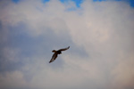 Vogelwelt