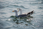 Vogelwelt