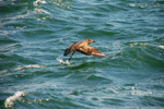 Vogelwelt