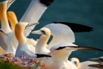 Vogelwelt