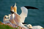 Vogelwelt