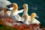 Vogelwelt
