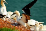 Vogelwelt