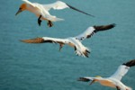 Vogelwelt