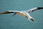 Vogelwelt