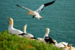 Vogelwelt