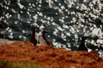 Vogelwelt