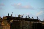 Vogelwelt