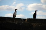Vogelwelt