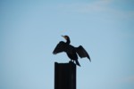 Vogelwelt