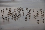 Vogelwelt