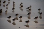 Vogelwelt
