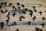 Vogelwelt