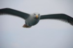 Vogelwelt