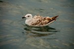 Vogelwelt