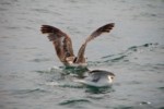 Vogelwelt