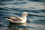 Vogelwelt