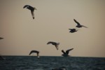 Vogelwelt