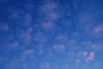 Vogelwelt