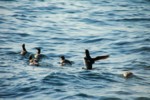 Vogelwelt